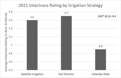 Figure 5: 2021 Average Intactness rating by irrigation strategy. *LSD (least significant difference) calculated as part of a larger trial containing 5 corn products
